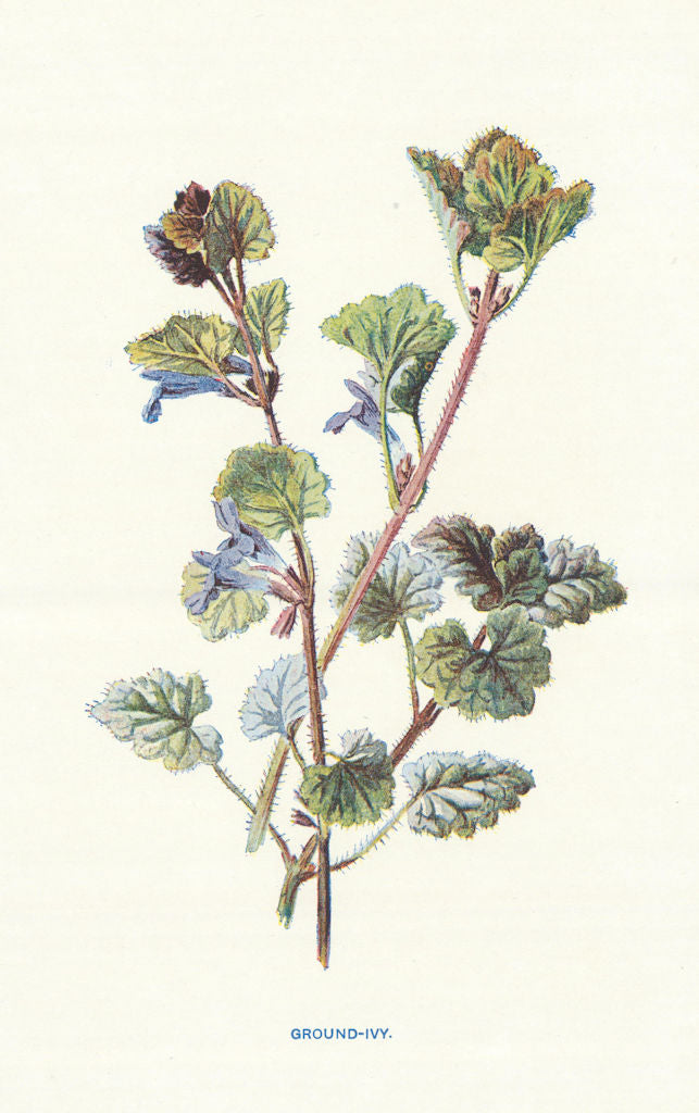 Ground Ivy. Wild Flowers by Frederick Edward Hulme c1895 old antique print